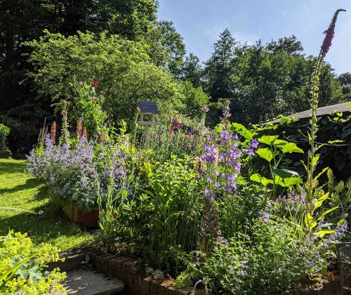 Country cottage garden in full bloom