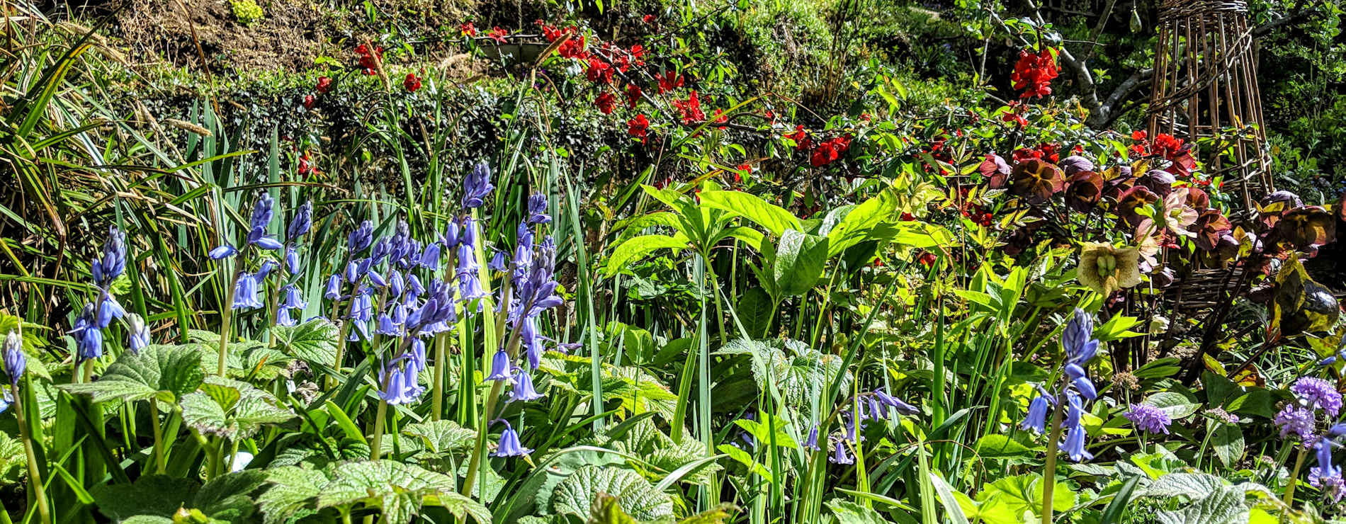 Country cottage garden in spring