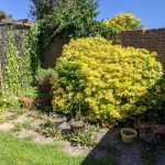 Untidy garden overrun with bindweed