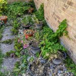 Untidy garden overrun with bindweed