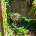 Untidy garden overrun with bindweed