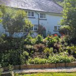 Country cottage banked front garden in bloom