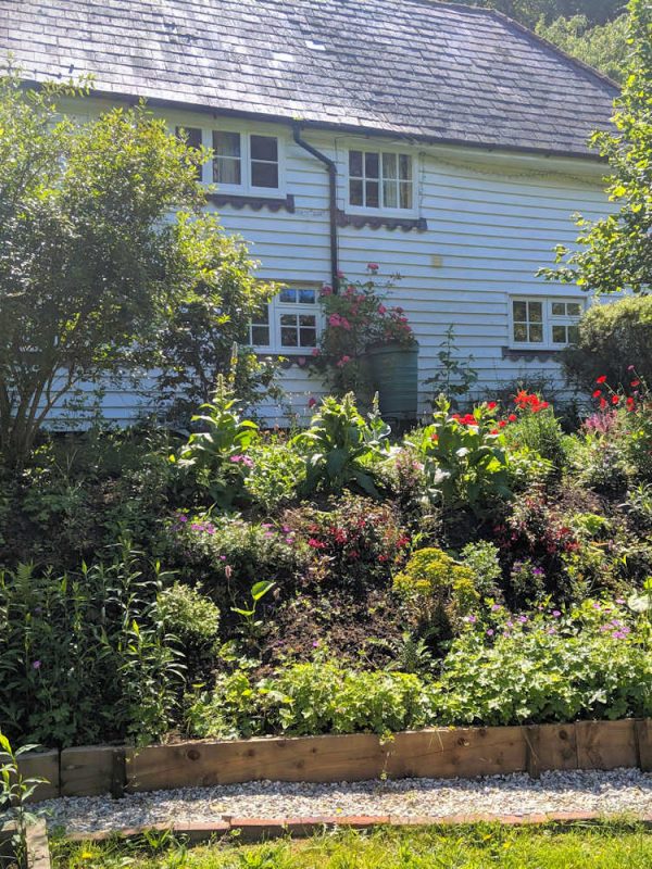 Country cottage banked front garden in bloom