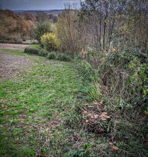 Large boundary area cleared of brambles