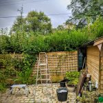 Untidy and overgrown hedge