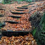 Leaves on steps