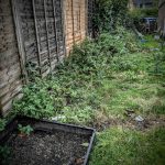 Garden border before tidy up