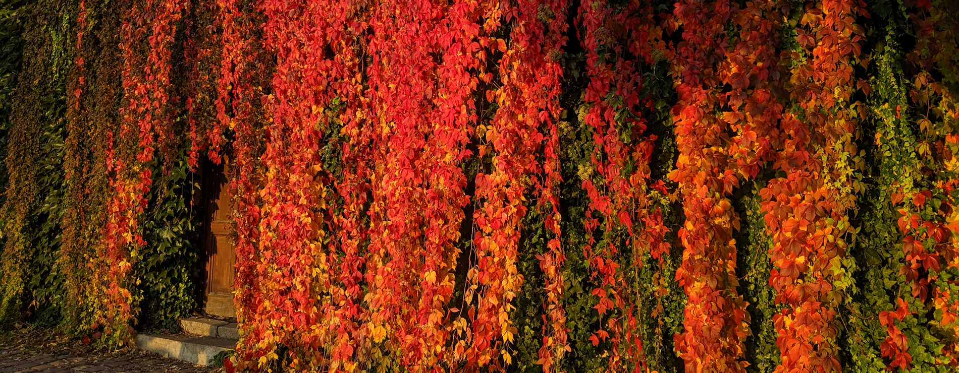 Dream Garden - wall of cascading fire